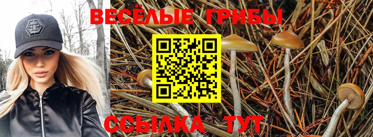 Псков  Галлюциногенные грибы Psilocybine cubensis  Вход с VPN  наркошоп  Галлюциногенные грибы Psilocybine cubensis 